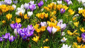 Read more about the article Весенние цветы в саду. Многолетние цветы, которые просты в уходе