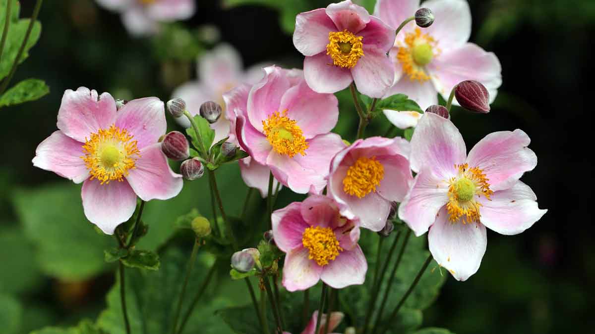 Многолетние весенние цветы в саду - анемона