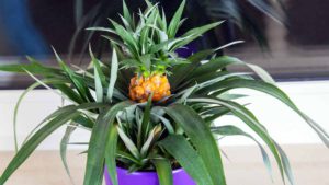 Read more about the article Как посадить и вырастить ананас в горшке. Это проще, чем вы думаете