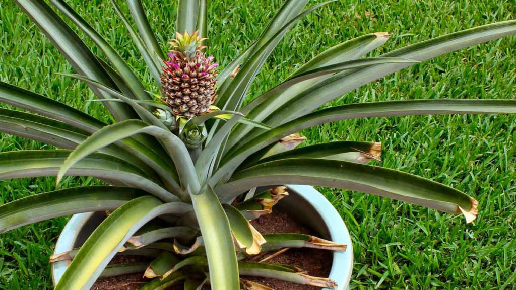 Как посадить и вырастить ананас в горшке