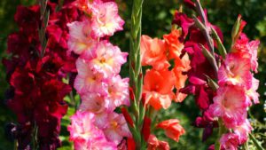 Read more about the article Гладиолусы (Gladiolus) — описание, требования, выращивание, практические советы