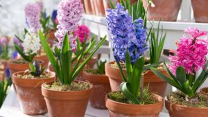 Read more about the article Гиацинт в горшке. Как вырастить цветы дома
