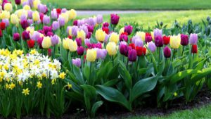 Read more about the article Когда сажать тюльпаны, если вы хотите красивый сад весной