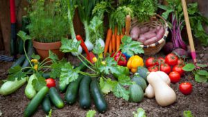 Read more about the article Какие овощи выращивать в огороде — подробное руководство