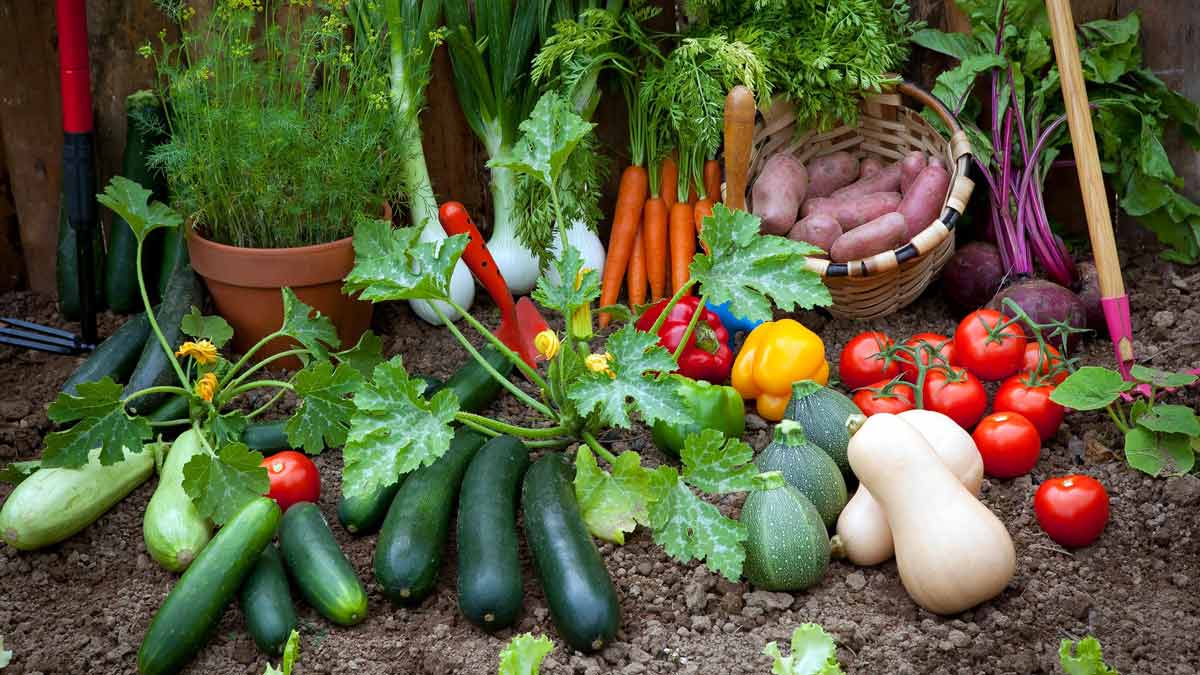 Какие овощи выращивать в огороде