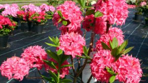 Read more about the article Крупноцветковая азалия – как за ней ухаживать, чтобы она красиво и долго цвела
