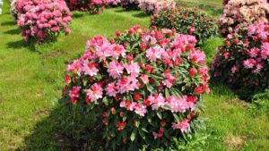 Read more about the article Азалия японская в саду — секреты выращивания, как за ней ухаживать