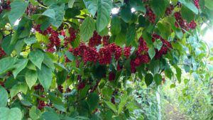 Read more about the article Лимонник китайский: красивые растения и плоды с необычными свойствами