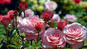 Read more about the article Тля на садовых розах – как с ней бороться. Полное руководство