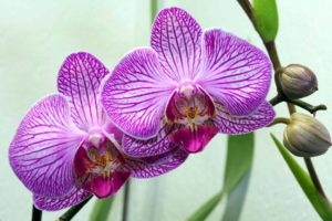 Read more about the article Как ухаживать за орхидеями после цветения? Сделайте это, и они снова зацветут
