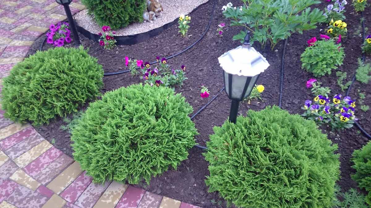 Кустарники для маленького сада