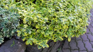Read more about the article Бересклет – растение с декоративными листьями. Как его вырастить?