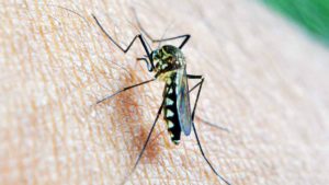 Read more about the article Натуральные средства от комаров в саду – опрыскивание и растения, отпугивающие комаров
