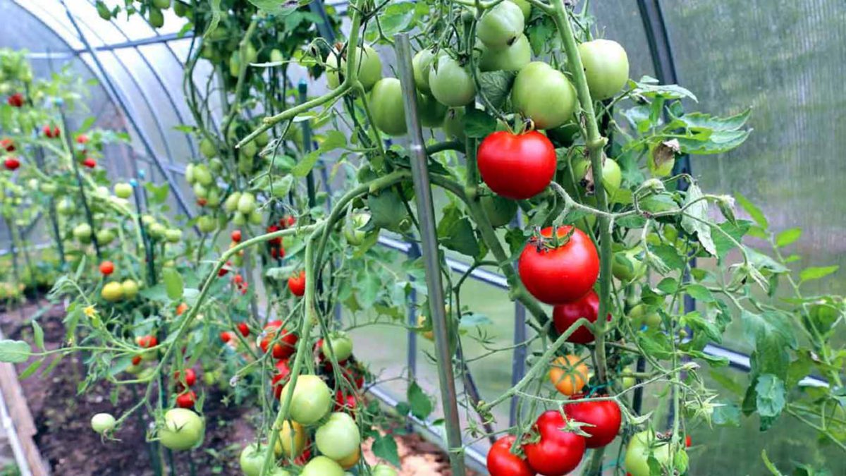 Уход за томатами в саду