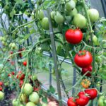 Уход за томатами в саду