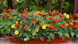 Read more about the article Быстрорастущие цветы и растения для балкона