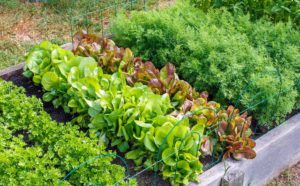 Read more about the article Какие растения сеять и сажать в августе