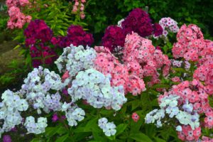 Read more about the article Флоксы красиво украшают сад в конце лета. Когда сажать и как выращивать флоксы